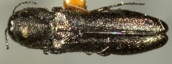 Media type: image;   Entomology 33825 Aspect: habitus dorsal view